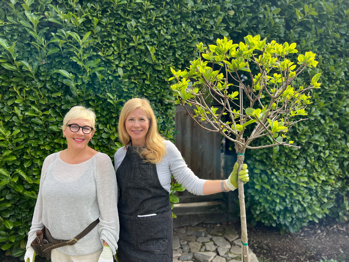 Why We Started Tribute Trees