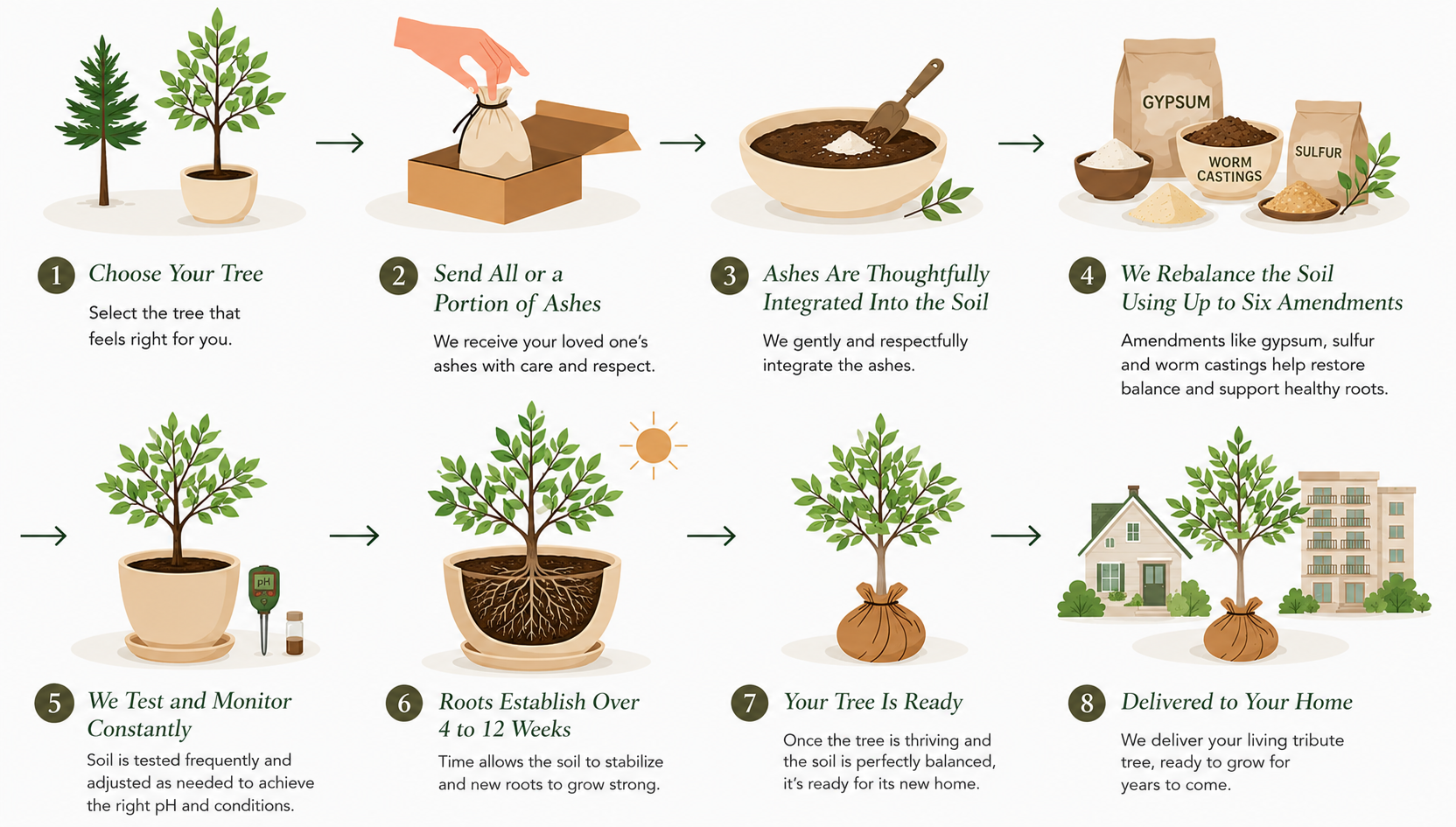 Eight-step infographic showing the Tribute Trees cultivation process, from choosing a tree to soil rebalancing with gypsum, sulphur and worm castings, through to root establishment and delivery.