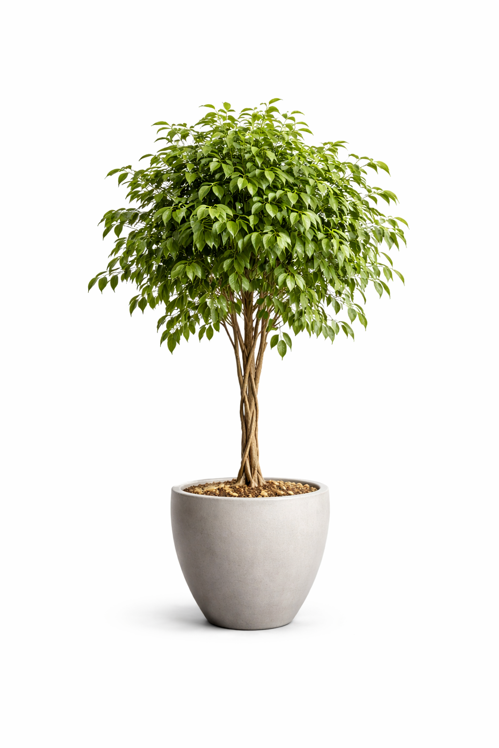 Ficus Tree (Indoor Tree)