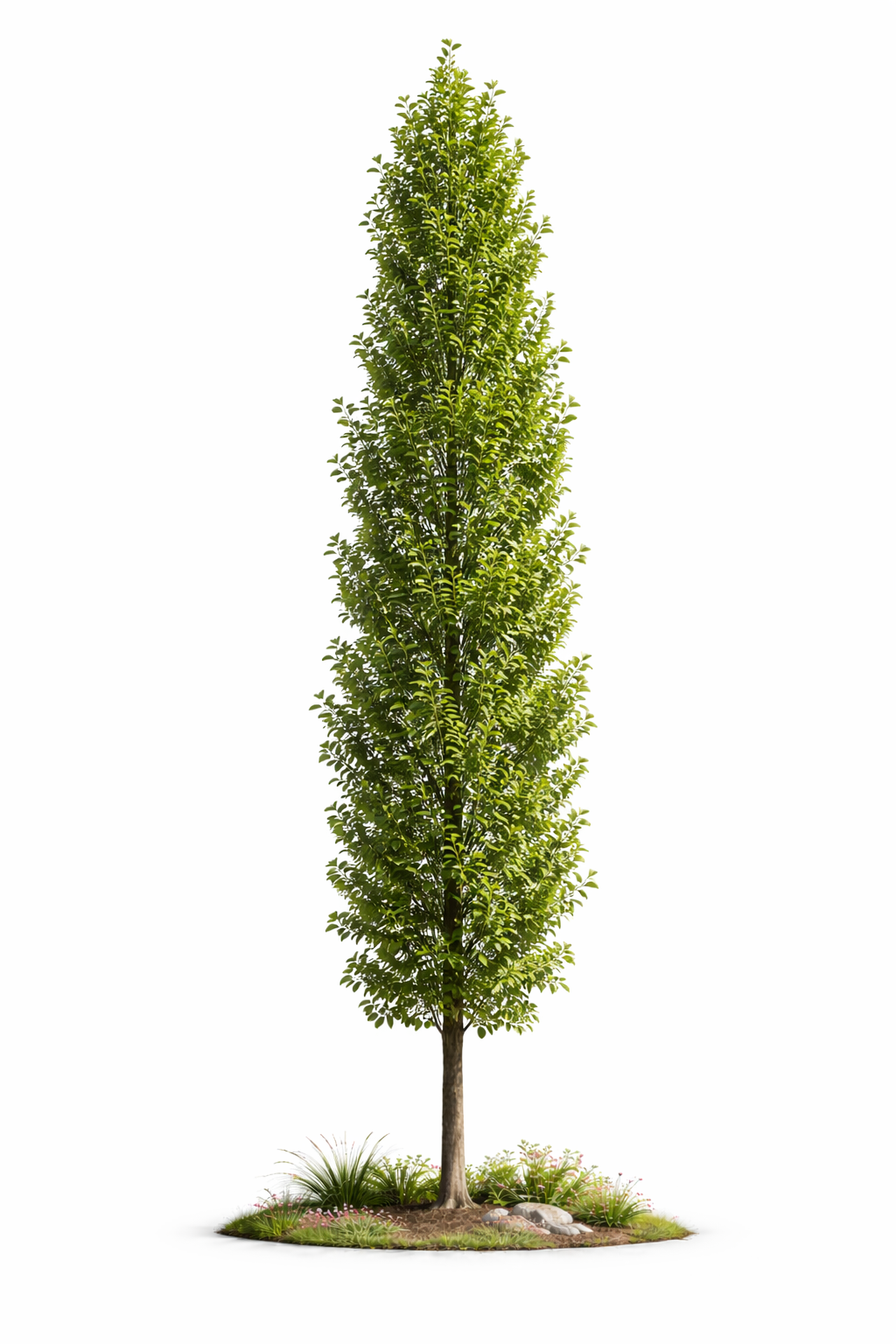 Oak Green Pillar memorial tree grown from cremated ashes, delivered across Vancouver and British Columbia